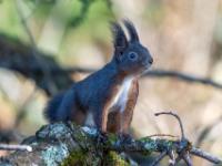Eichhörnchen dunkelbraun